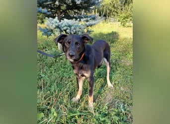 Junger lieber Roni sucht ....