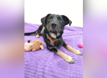 Junger lieber Roni sucht ....