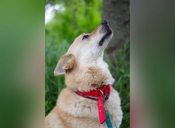 Skye treue seele sucht ....