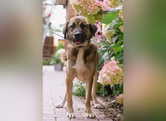 Aksi möchte ihre ganze Liebe zeigen