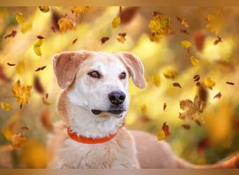 Ulan, weiches Herz wartet auf einen tollen Besitzer