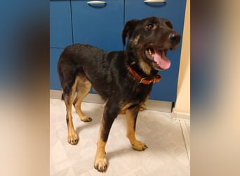 Junger lieber Roni sucht ....