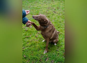 Hündin Archie sucht ein Zuhause
