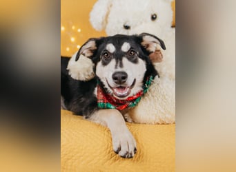 Süße Mia wartet auf ihre Menschen