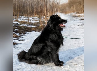 Ruhiger Brig sucht ruhige Menschen