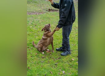 Hündin Archie sucht ein Zuhause