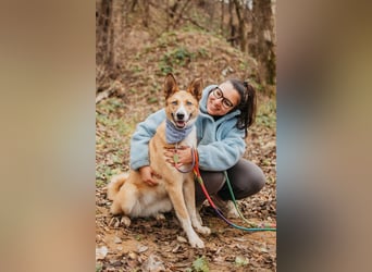 Aktive Mira sucht aktive Menschen (Chemniz)