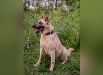 Sanfte Sofia sucht treue Familie