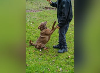Hündin Archie sucht ein Zuhause