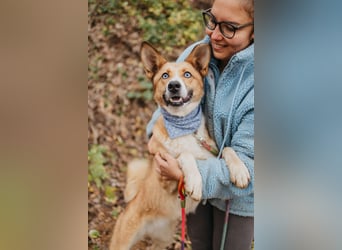 Aktive Mira sucht aktive Menschen (Chemniz)