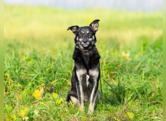 Casey sucht ruhige Familie