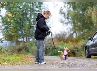 Bucks sucht menschen mit liebe und geduld