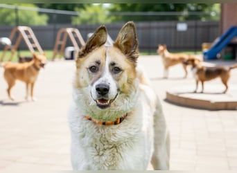 Nessie sucht ihr Für-immer-Zuhause