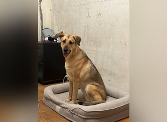 Tuchka - die sanfte Seele mit stolzem Auftreten sucht Ihr Zuhause!