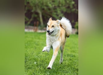 Menschenbezogene Dolly sucht ihre Menschen
