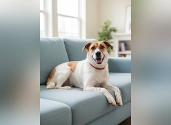 Shonny .. Wer gibt ihm sein für immer zu hause