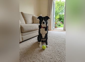 Mike sucht Traumzuhause