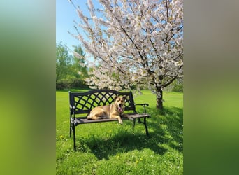 Jim sucht sein zu hause für immer