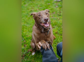 Hündin Archie sucht ein Zuhause