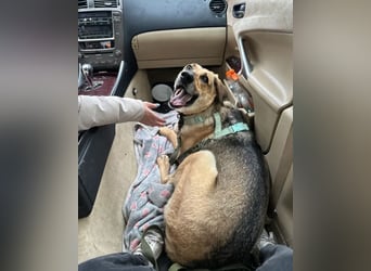 Tuchka - die sanfte Seele mit stolzem Auftreten sucht Ihr Zuhause!