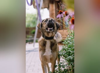 Aksi möchte ihre ganze Liebe zeigen