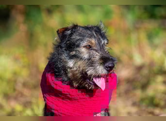 Familienhund Diver sucht...