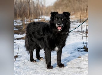 Ruhiger Brig sucht ruhige Menschen