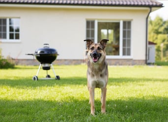 Barney sucht verständnisvolle Menschen