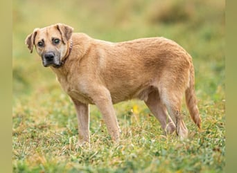 Blind und Taub sucht Pryanik seine Familie