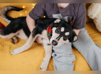 Süße Mia wartet auf ihre Menschen