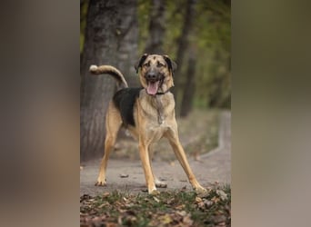 Gib Nosok eine neue Chance...