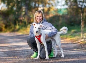 Weißer Uma sucht zu hause