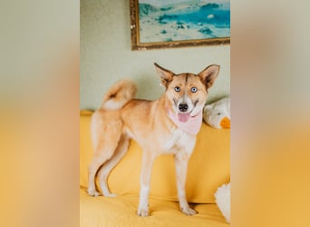 Aktive Mira sucht aktive Menschen (Chemniz)