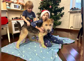 Lustige Jersey verzaubert alle