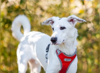 Weißer Uma sucht zu hause