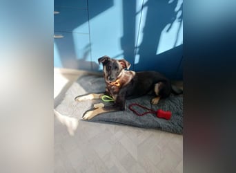 Junger lieber Roni sucht ....