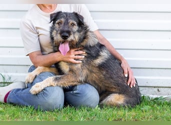 Familienhund Diver sucht...