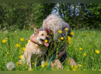 Skye treue seele sucht ....