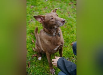 Hündin Archie sucht ein Zuhause