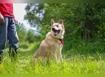 Skye treue seele sucht ....