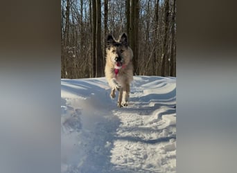 Bella sucht zuhause für immer