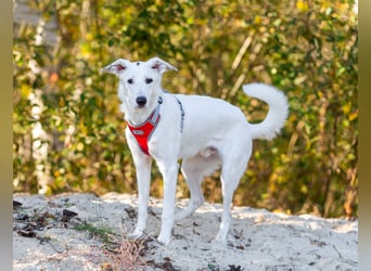 Weißer Uma sucht zu hause