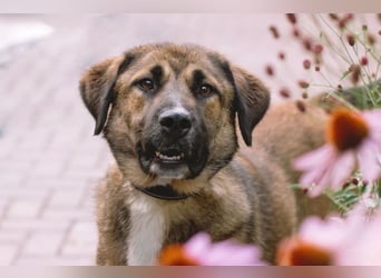 Aksi möchte ihre ganze Liebe zeigen