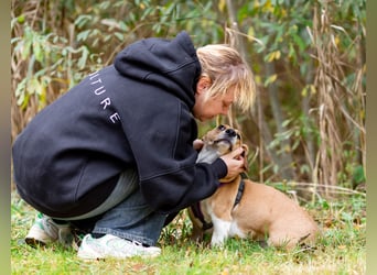 Bucks sucht menschen mit liebe und geduld