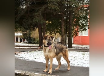 Wundervolle Lapa sucht ihre treuen Menschen
