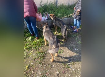 Wunderschöne Musya wartet auf dich