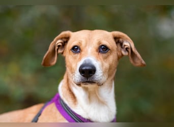 Bucks sucht menschen mit liebe und geduld