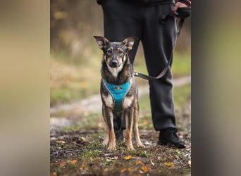 Liebevolle Olivka sucht ihren platz