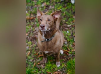 Hündin Archie sucht ein Zuhause