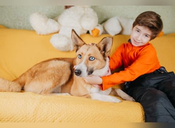 Aktive Mira sucht aktive Menschen (Chemniz)